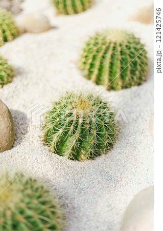 cactus planted in a botanical garden. cactus planted in a botanical garden. 121425746