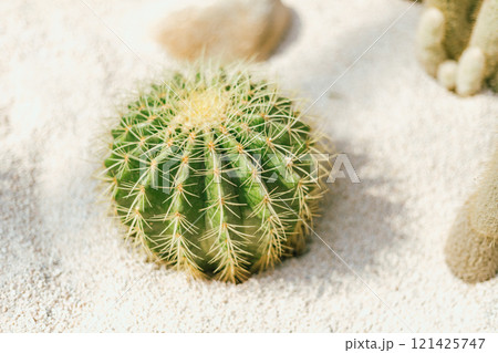 cactus planted in a botanical garden. 121425747