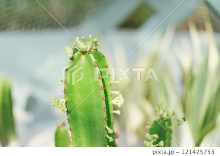 cactus planted in a botanical garden. 121425753