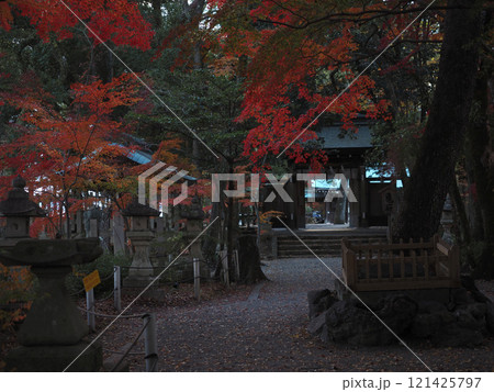 山内神社の色とりどりのモミジ(鎮守の森の赤とオレンジ色の椛) 山内神社の色とりどりのモミジ(鎮守の森の赤とオレンジ色の椛) 121425797