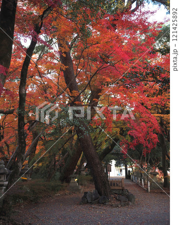 山内神社の鎮守の森(松の木と色とりどりのモミジ) 山内神社の鎮守の森(松の木と色とりどりのモミジ) 121425892