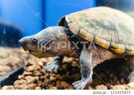 かすみがうら市水族館のカミツキガメ かすみがうら市水族館のカミツキガメ 121425973