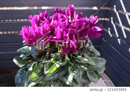 朝陽を浴びる紫色のシクラメン 121425985