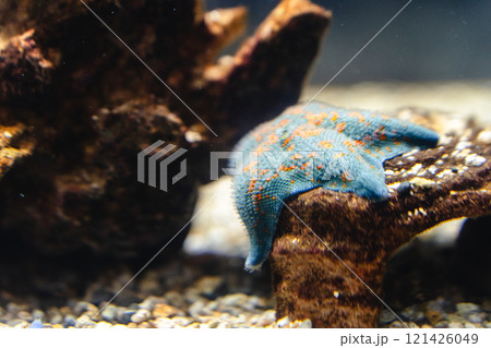 かすみがうら市水族館のヒトデ かすみがうら市水族館のヒトデ 121426049