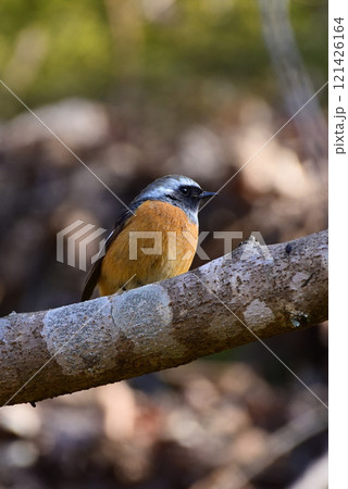 ジョウビタキ~雄~ ジョウビタキ~雄~ 121426164