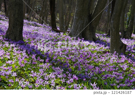 みかも山のカタクリの群生 みかも山のカタクリの群生 121426187