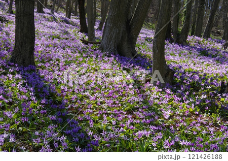 みかも山のカタクリの群生 121426188