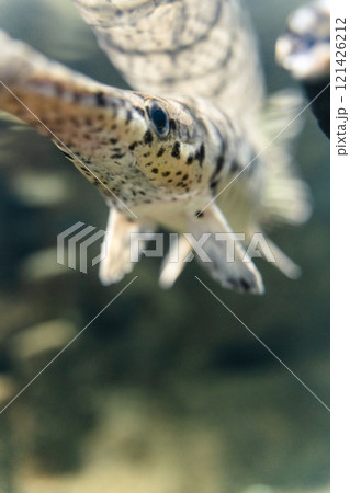 かすみがうら市水族館のアリゲーターガー かすみがうら市水族館のアリゲーターガー 121426212