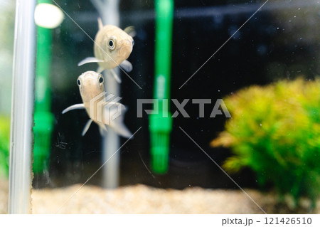 かすみがうら市水族館の淡水魚 121426510