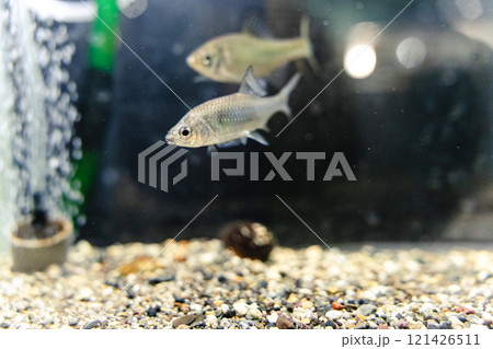 かすみがうら市水族館の淡水魚 かすみがうら市水族館の淡水魚 121426511