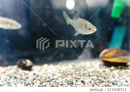 かすみがうら市水族館の淡水魚 121426512