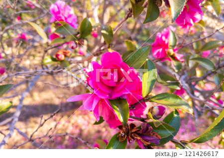 ピンクのサザンカの花 ピンクのサザンカの花 121426617