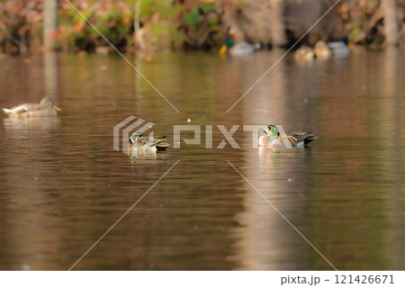 身近な公園の池や湖で冬に見られる渡り鳥、気品ある模様が美しいトモエガモ 121426671