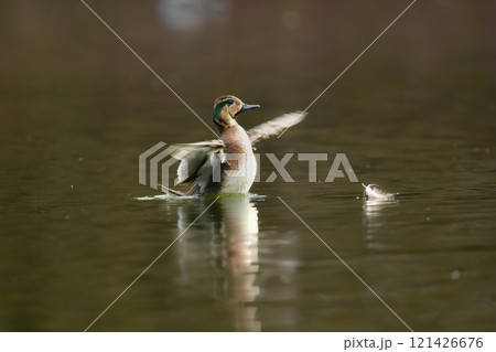 身近な公園の池や湖で冬に見られる渡り鳥、気品ある模様が美しいトモエガモ 121426676