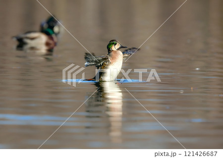 身近な公園の池や湖で冬に見られる渡り鳥、気品ある模様が美しいトモエガモ 身近な公園の池や湖で冬に見られる渡り鳥、気品ある模様が美しいトモエガモ 121426687