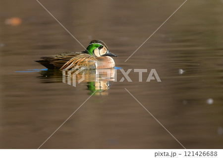 身近な公園の池や湖で冬に見られる渡り鳥、気品ある模様が美しいトモエガモ 身近な公園の池や湖で冬に見られる渡り鳥、気品ある模様が美しいトモエガモ 121426688