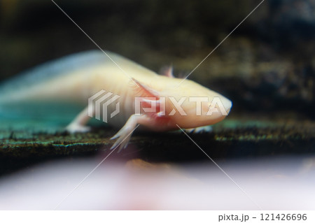 かすみがうら市水族館のウーパールーパー 121426696