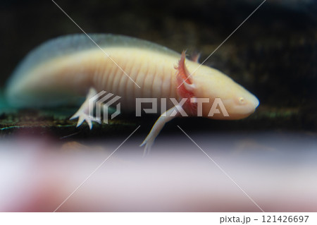 かすみがうら市水族館のウーパールーパー かすみがうら市水族館のウーパールーパー 121426697