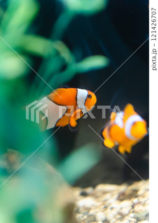 かすみがうら市水族館のカクレクマノミ 121426707