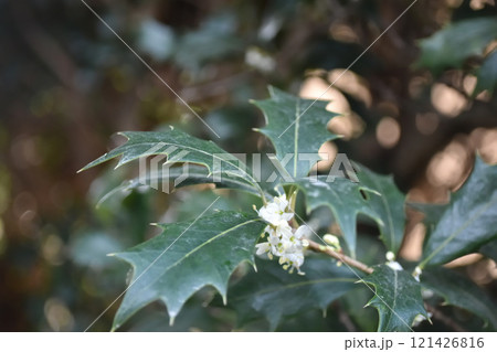 ヒイラギ 121426816
