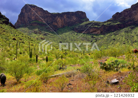 Sonora Desert Arizona Picacho Peak State Park 121426932