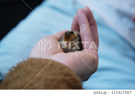 手のひらに乗ったうずらのヒナ 121427067
