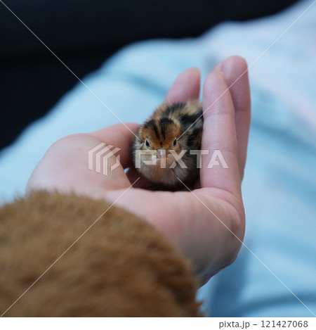 手のひらに乗ったうずらのヒナ 121427068