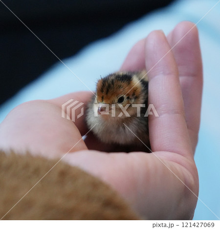 手のひらに乗ったうずらのヒナ 121427069