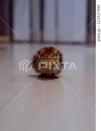 うずらのヒナが迫ってくる 121427092