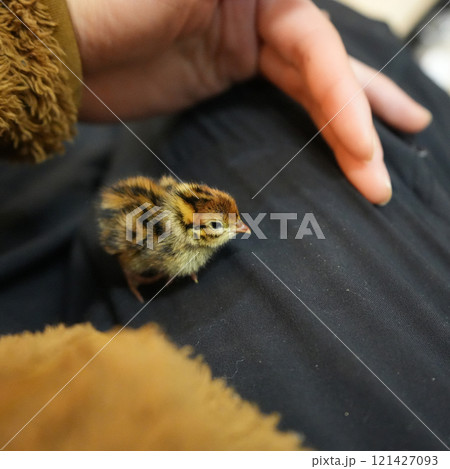 うずらのヒナを抱く 121427093