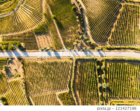 Green Golden Vineyard Terraces of Douro Valley on Sunny Morning 121427196