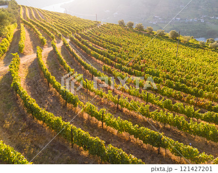 Green Golden Terraces of Douro Valley on Sunny Morning. Portugal Green Golden Terraces of Douro Valley on Sunny Morning. Portugal 121427201