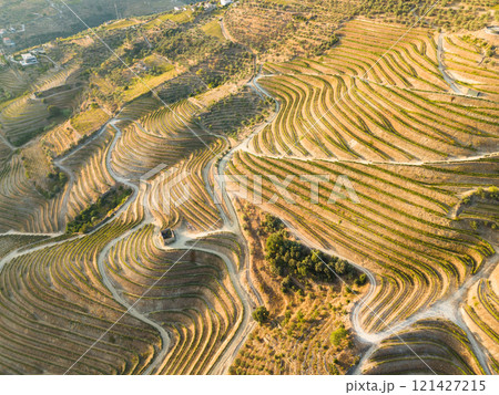 Vineyards of Douro Valley. Green Terraces on Sunny Evening Vineyards of Douro Valley. Green Terraces on Sunny Evening 121427215