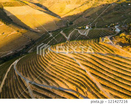 Vineyards of Douro Valley. Green Terraces at Sunset. Portugal. Aerial View Vineyards of Douro Valley. Green Terraces at Sunset. Portugal. Aerial View 121427216