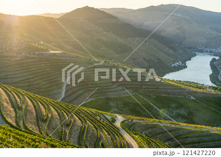 Douro Valley and Douro River at Sunset. Vineyards and Terraces. Portugal 121427220