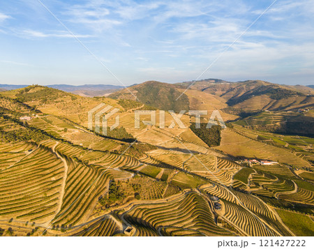 Vineyards of Douro Valley. Green Terraces on Sunny Evening Vineyards of Douro Valley. Green Terraces on Sunny Evening 121427222