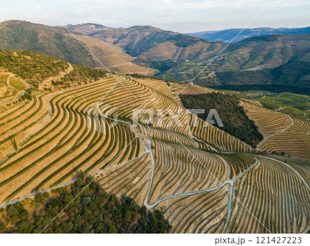 Vineyards of Douro Valley and Douro River. Green Terraces on Sunny Evening 121427223