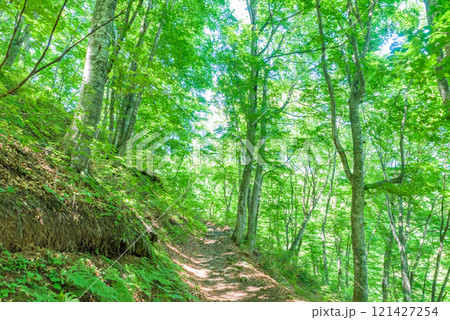 世界遺産「白神山地」 世界遺産の径ブナ林散策道 青森県 世界遺産「白神山地」 世界遺産の径ブナ林散策道 青森県 121427254