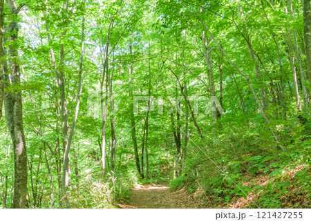 世界遺産「白神山地」 世界遺産の径ブナ林散策道 青森県 世界遺産「白神山地」 世界遺産の径ブナ林散策道 青森県 121427255