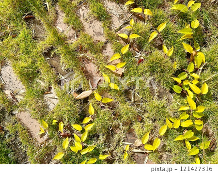 苔の上に落ちた黄色い落葉 121427316