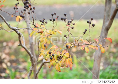 百日紅の果実(蒴果)と紅葉 百日紅の果実(蒴果)と紅葉 121427342