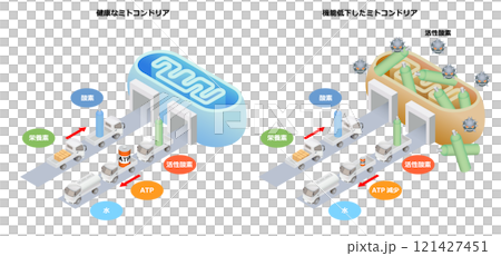 粒線體健康 121427451