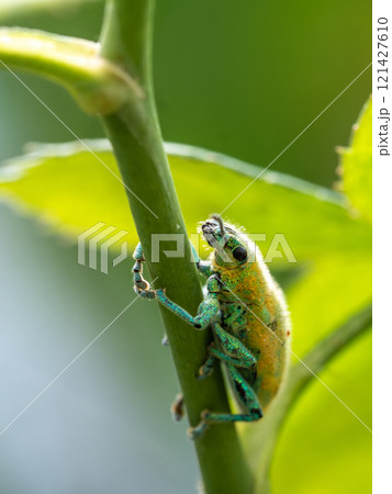 Close-up Green Weevil insect in the garden Close-up Green Weevil insect in the garden 121427610
