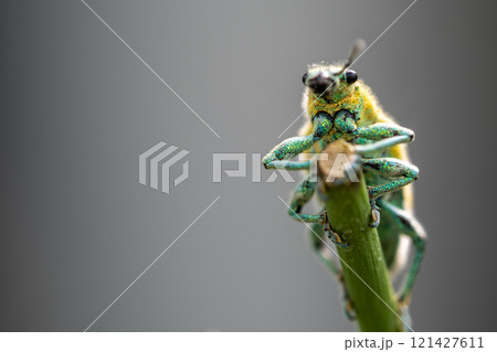 Green Weevil insect in the garden Green Weevil insect in the garden 121427611
