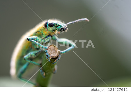 Green Weevil insect in the garden Green Weevil insect in the garden 121427612