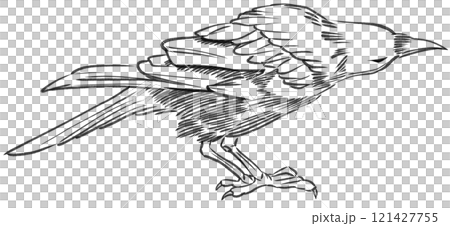 Sketch drawing illustration of a Raven grunge style on a transparent background 121427755