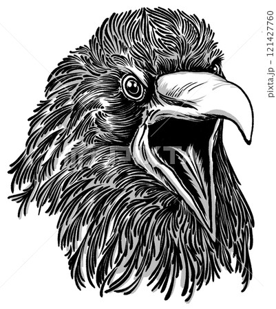 Line drawing head of a bird of prey Line drawing head of a bird of prey 121427760