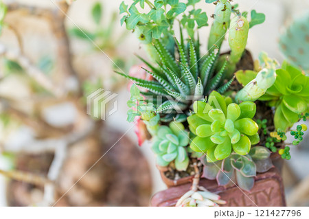 エアプランツ・インテリア イメージ 121427796