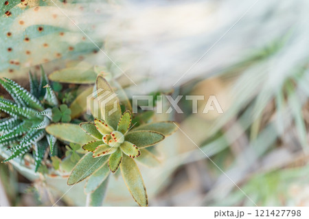 エアプランツ・インテリア イメージ エアプランツ・インテリア イメージ 121427798