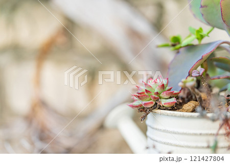 エアプランツ・インテリア イメージ 121427804